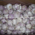 Chinese Fresh Normal White Garlic with Mesh Bag